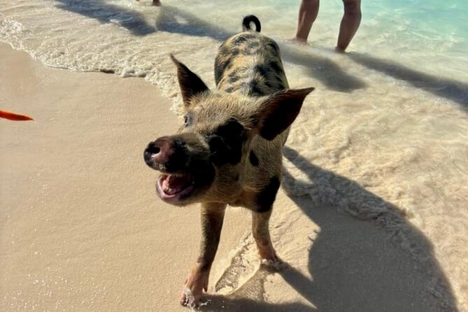 Fast Track Swimming Pigs Encounter - What’s included for $69: where the value comes from