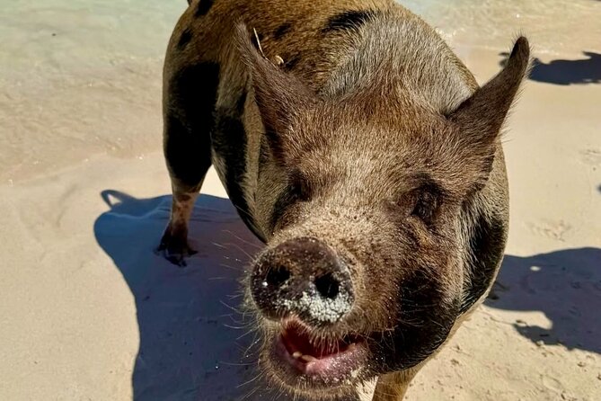 Fast Track Swimming Pigs Encounter - Small group cap, cruise crowds, and the reality of “close up”