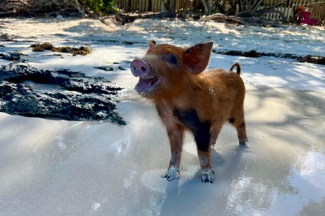 Fast Track Swimming Pigs Encounter - Who this tour suits (and who should think twice)