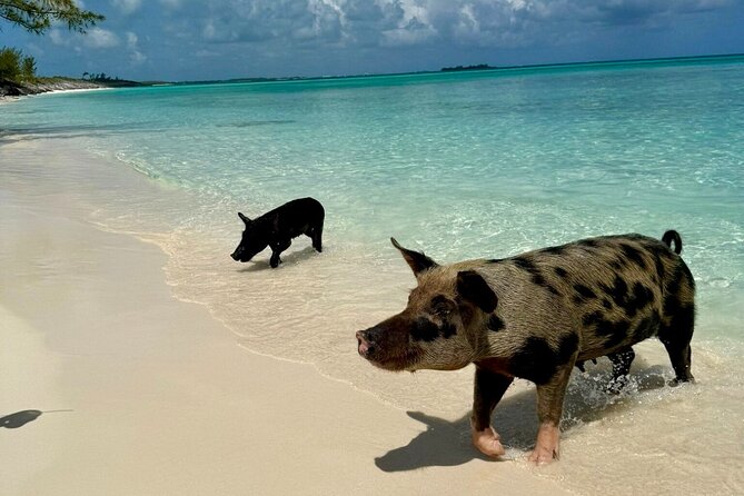 Fast Track Swimming Pigs Encounter - Itinerary pacing: 3 hours on paper, timing that can stretch