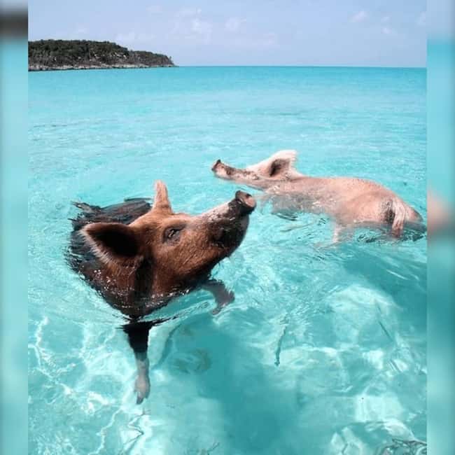 From Nassau: Swim with Pigs Safari - Pig Beach Safari: Feeding Friendly Pigs and Getting Photo Moments