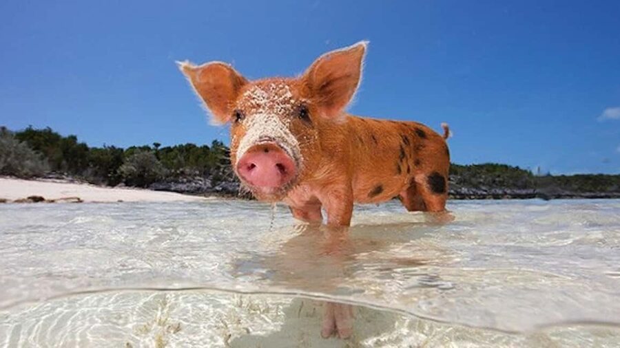 From Nassau: Swim with Pigs Safari - Unlimited Drinks, WiFi, Music, and Photos That Actually Help