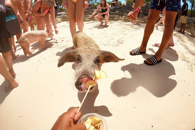 Full-Day Luxury Private Rose Island Pigs and Turtles Excursion - What the “Luxury Boat” Comfort Really Means for Your Day