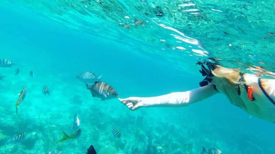 Full Day Sail and Snorkel with Turtles - Key Points You Will Care About