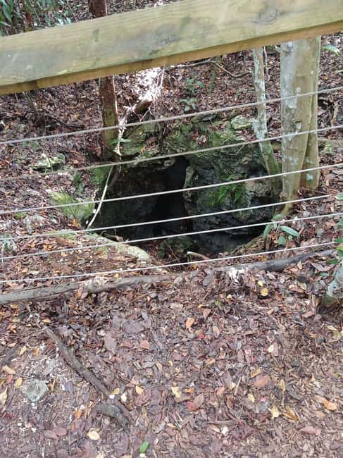 Guided Primeval Nature Walk Tour - Quick hit checklist before you go