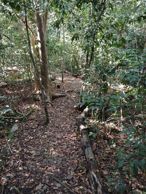 Guided Primeval Nature Walk Tour - Getting dropped off, your options at the end of the day