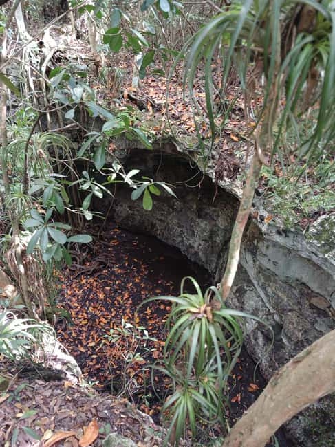 Guided Primeval Nature Walk Tour - Primeval Forest National Park walk, sinkholes and living details
