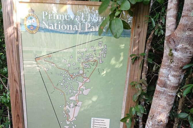 Guided Primeval Nature Walk Tour in Primeval Forest National Park - Where the tour starts: Bay St pickup and how the route flows