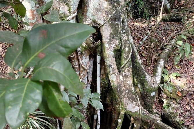 Guided Primeval Nature Walk Tour in Primeval Forest National Park - Primeval Forest National Park guided nature walk: what you should aim to notice