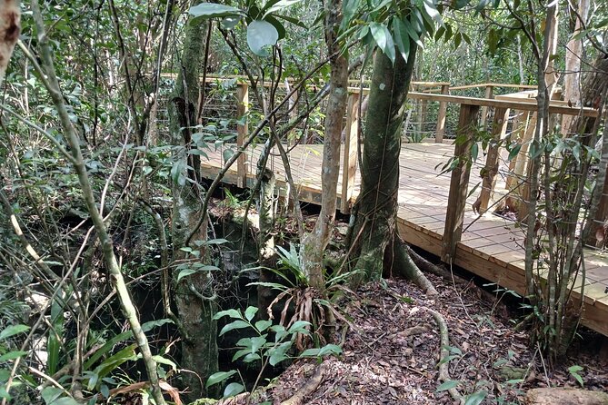 Guided Primeval Nature Walk Tour in Primeval Forest National Park - Arawak Cay Local Fish Fry and the conch show: culture in a short window