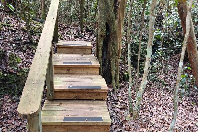 Guided Primeval Nature Walk Tour in Primeval Forest National Park - Who this tour fits best (and who might want to choose differently)