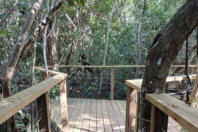 Guided Primeval Nature Walk Tour in Primeval Forest National Park - The Caves of New Providence stop: a quick scene change before the forest