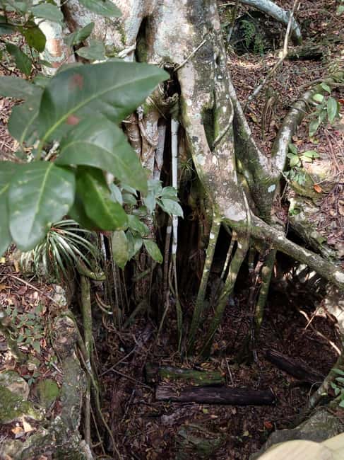 Guided Primeval Nature Walk Tour - Cruise-day logistics, pickup, and getting oriented
