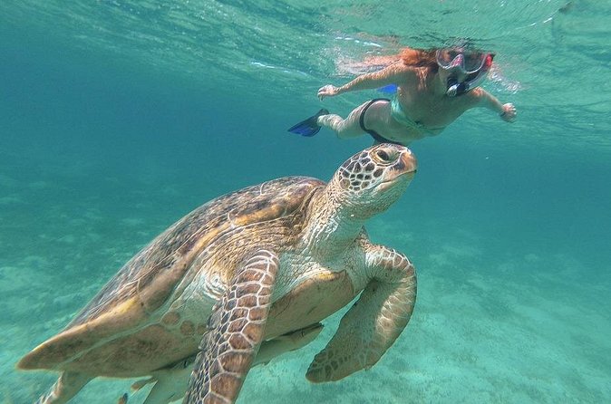 Half-Day at Green Cay Bahamas Snorkeling with Turtles - Price and value: what $1,500 per group really means