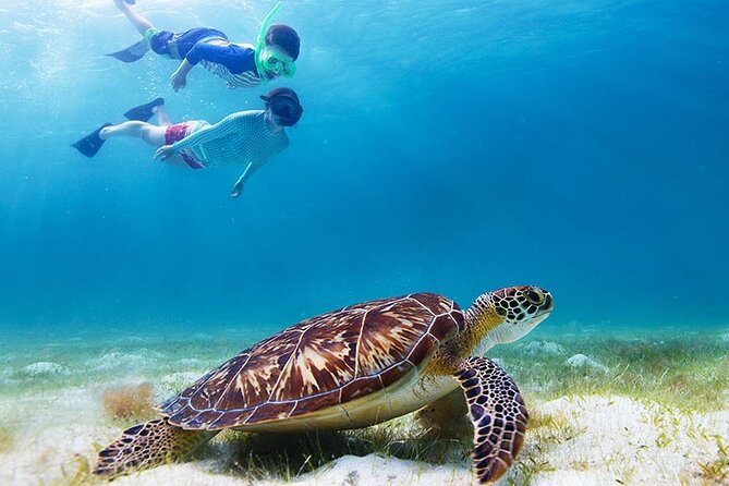 Half-Day at Green Cay Bahamas Snorkeling with Turtles - Green Cay turtle time: how to make the most of the one-hour window