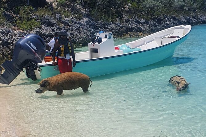 HALF DAY Swiming Pigs and Sharks Tour (Nassau to Exuma by Plane) - The Nassau Start: 6:45am Pickup and a Day That Moves