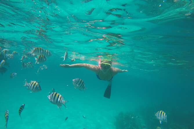 Half Day Swimming Pigs on Rose Island, Snorkeling and Lunch - Green Cay sea turtle spotting: quick window, great odds from the boat