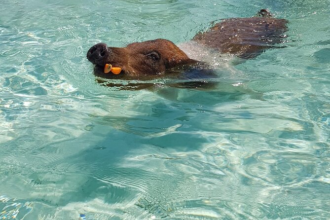 Honor Roll Private Bahamas Boat Charter - Atholl Island Swimming Pigs: The Fun Factor, Plus the Extra Fee