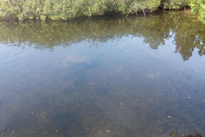 Mamma Gal East End Native Experience - Lucayan National Park Walk: Caves, Mangroves, and Real Nature Time