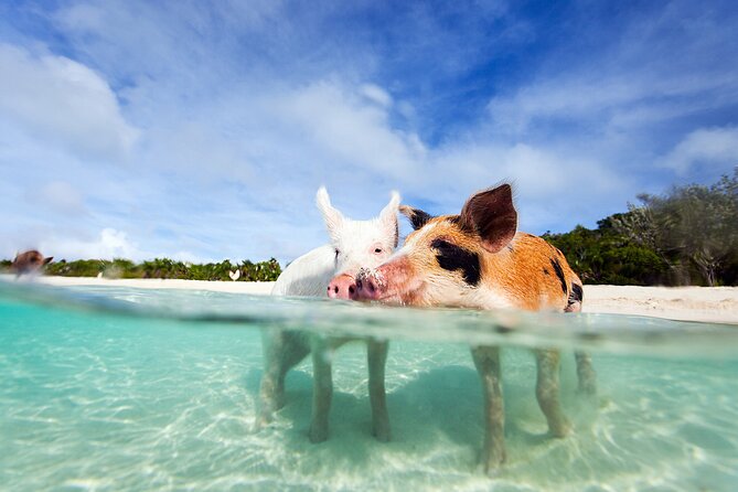 Nas: 3 islands Tour ,snorkel, Turtles, pigs and lunch - Key things to know before you go