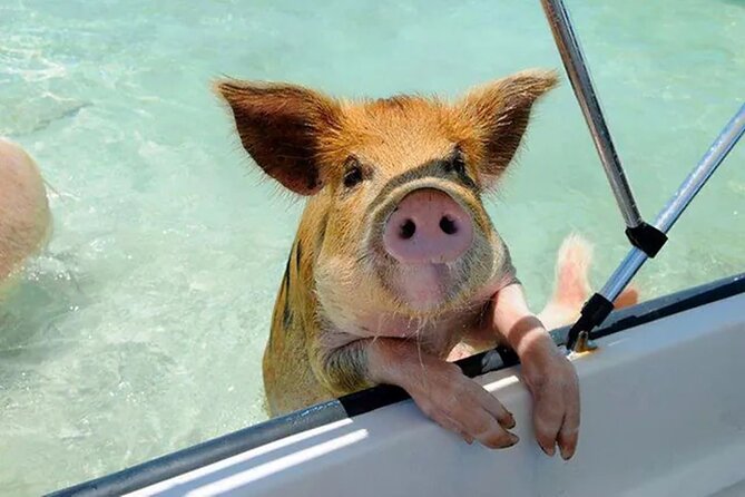 Nas: 3 islands Tour ,snorkel, Turtles, pigs and lunch - The small-group speedboat ride: what the day feels like