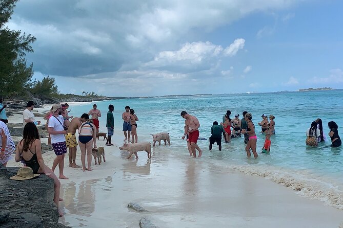 Nas: 3 islands Tour ,snorkel, Turtles, pigs and lunch - Stop 3 at Green Turtle Cay: snorkel with fish and sea turtles