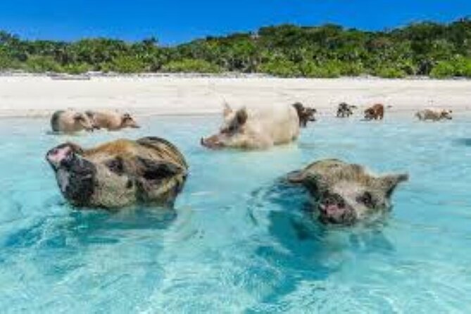 Nas: 3 islands Tour ,snorkel, Turtles, pigs and lunch - Crew, safety, and the “make it feel easy” part