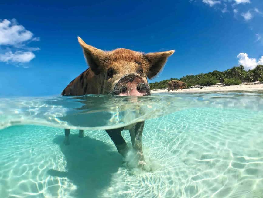Nassau: 3-Island Snorkel Tour with Pigs, Beach Club, & Lunch - Key highlights to look for