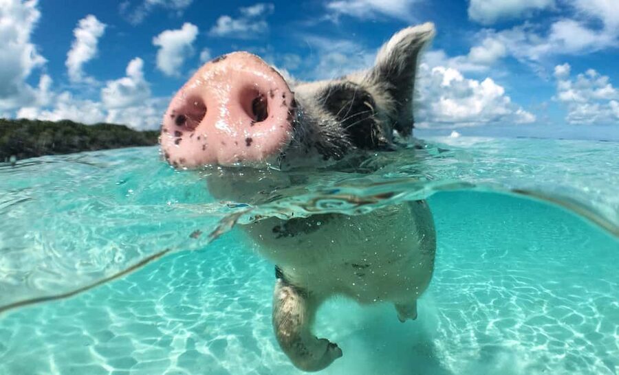 Nassau: 3-Island Snorkel Tour with Pigs, Beach Club, & Lunch - Nassau 3-island snorkel with pigs and Rose Island lunch: what you really get