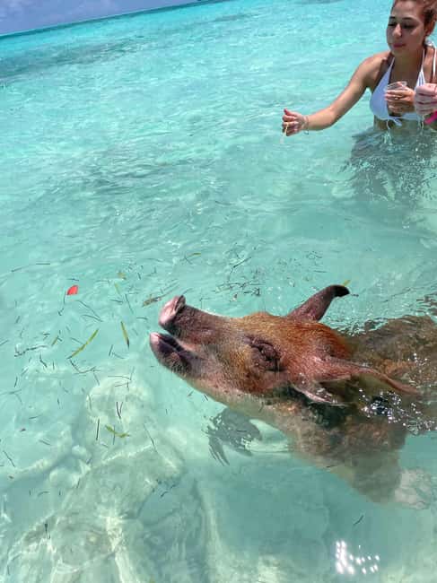 Nassau: 3 Islands Boat w/ Swimming Pigs, Snorkeling & Turtle - Included perks that make the day easier