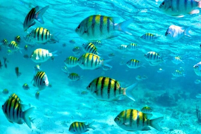 Nassau: 3 islands Pigs,Turtles,Snorkel & Beach Club with lunch - Four islands in one half-day: how the pace really feels