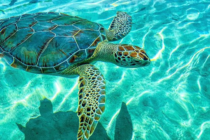 Nassau: 3 islands Pigs,Turtles,Snorkel & Beach Club with lunch - Stop 1 on Pearl Island coral reef: feeding fish and quick snorkel time