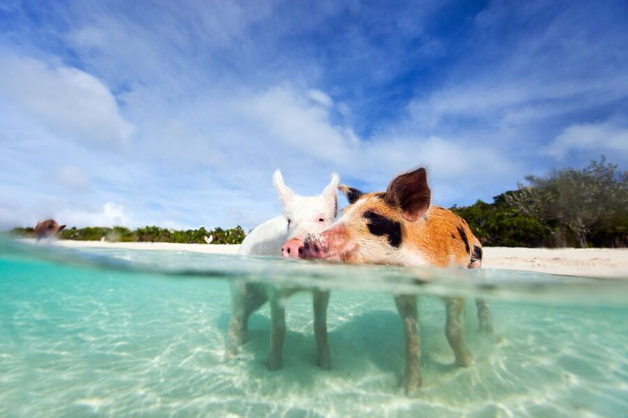 Nassau: 3 Islands Tour, Snorkel, Pig Beach, Turtles & Lunch - Green Cay Turtle Viewing: Wildlife Time on a Small Uninhabited Cay