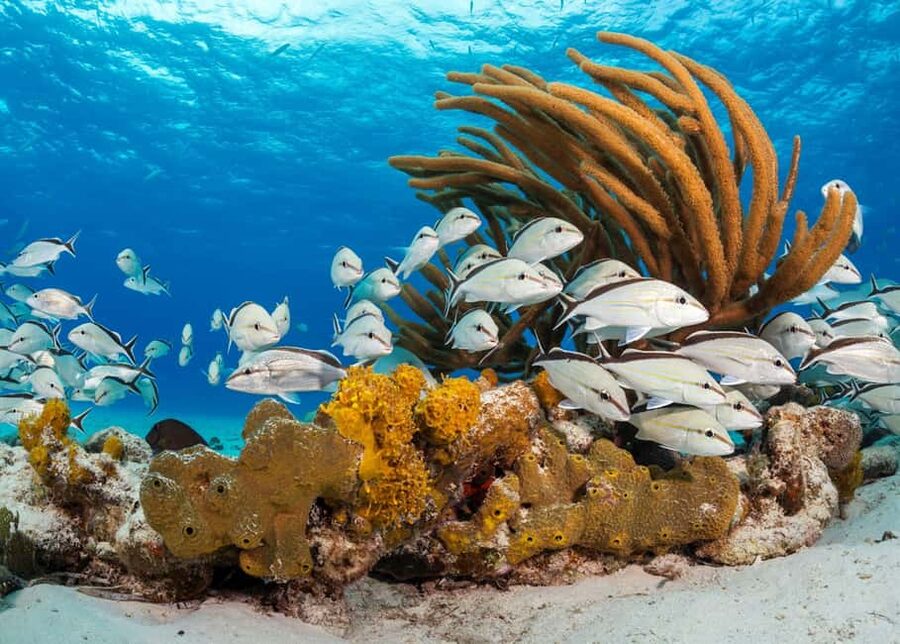 Nassau: 3 Islands Tour, Snorkel, Pig Beach, Turtles & Lunch - Price and Value: Does $136 Make Sense for This 4-Hour Mix?