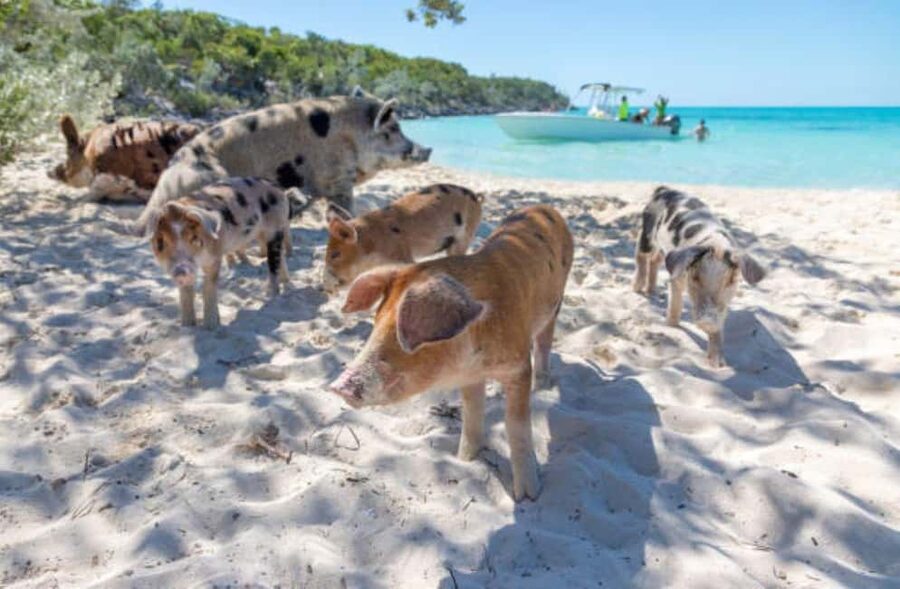 Nassau: 3 Islands Tour, Snorkel, Pig Beach, Turtles & Lunch - What to Bring, What Is Not Allowed, and the Safety Stuff That Matters