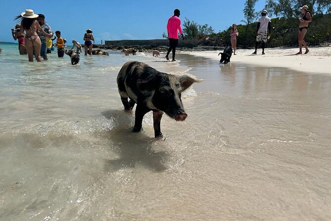 Nassau 3-stops: Snorkeling, Swimming Pigs, Turtles & Lunch - Why this catamaran day trip works better than speed-boat hopping