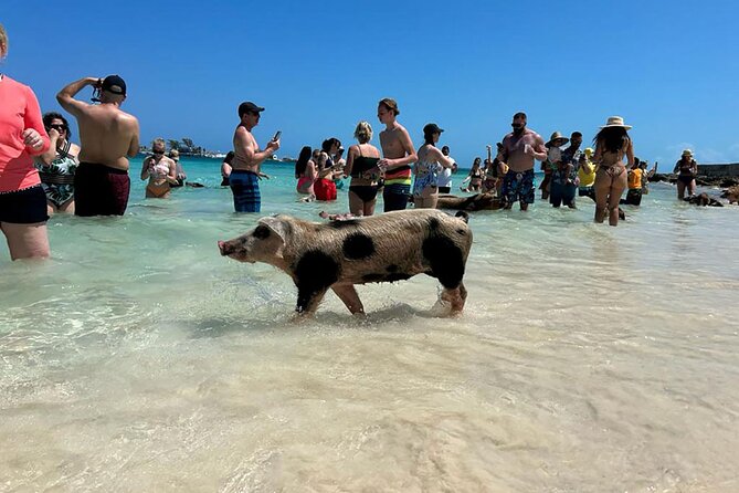 Nassau 3-stops: Snorkeling, Swimming Pigs, Turtles & Lunch - Pearl Island coral reef snorkeling: the “first hit” of the day
