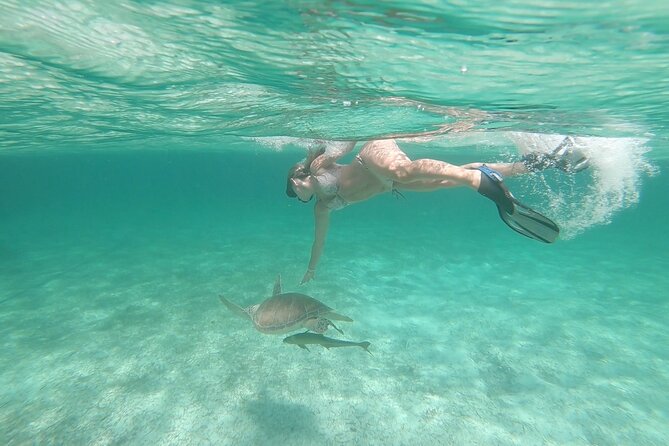 Nassau 3-stops: Snorkeling, Swimming Pigs, Turtles & Lunch - Pig Beach: fun land time plus optional pig interaction