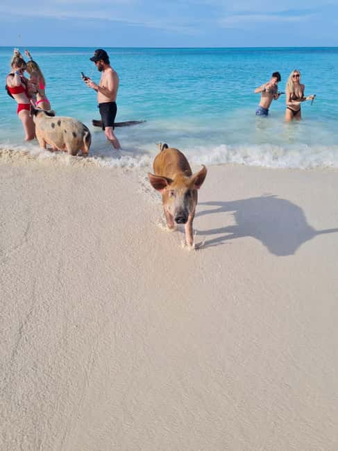 Nassau ATV & Swimming Pigs Tour - Key things that make this Nassau tour worth your time