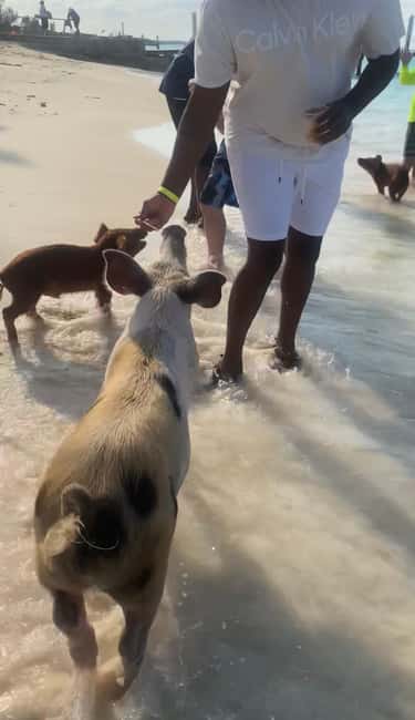Nassau Bahamas: Jetcar Excursion to Pig Island Tour $450 - Athol Island and the pigs: feeding, swimming, and time limits that feel fair