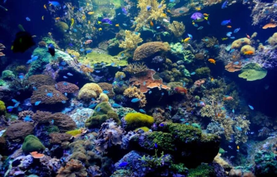 Nassau: Catamaran Sail and Snorkel Tour - Snorkel Hour on Athol Island (Or Spruce Cay): What You’ll Actually See