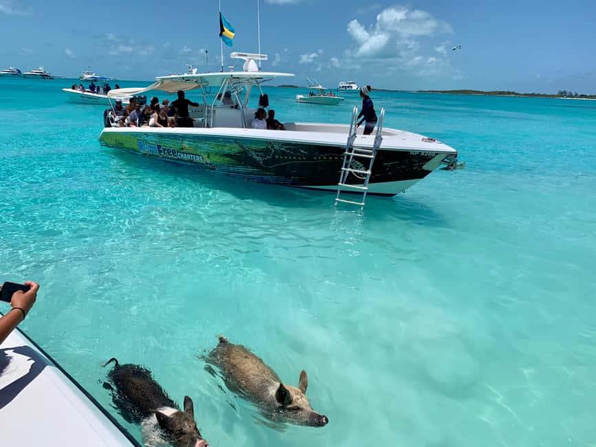 Nassau: Discover Exuma Island Hopping and Swimming Pigs Tour - Allen’s Cay: the rare rock iguanas you cannot see anywhere else