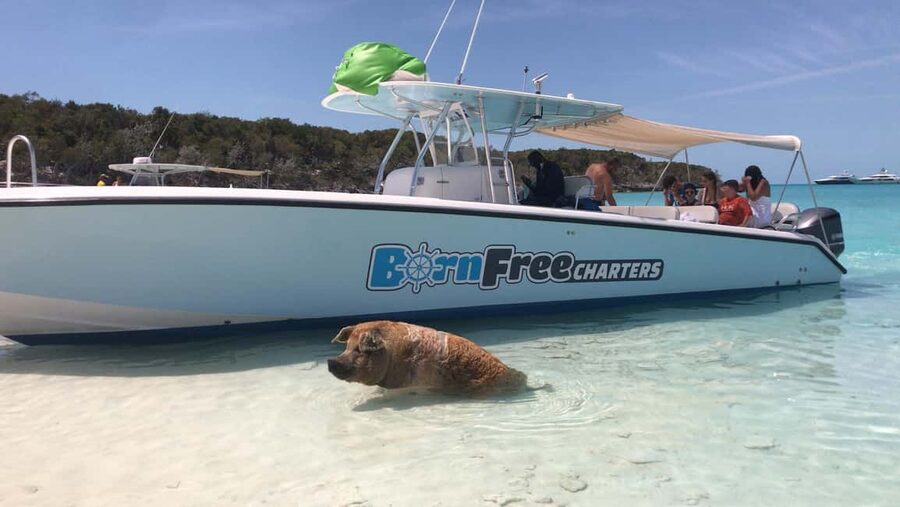 Nassau: Discover Exuma Island Hopping and Swimming Pigs Tour - Price and value: what $489 gets you, and what you’ll still pay