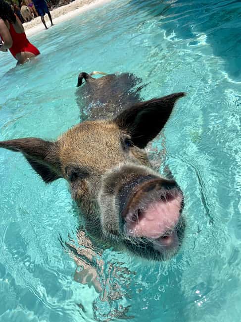 Nassau: Discover Exuma Island Hopping and Swimming Pigs Tour - Where you meet in Nassau and how the boat day is set up