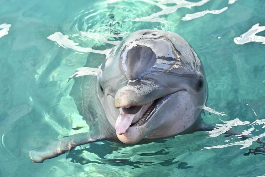 Nassau: Half-Day Guided Cay Cruise, Sea Life Watch & Snorkel - Why this 3-hour cay cruise beats a Nassau shore day