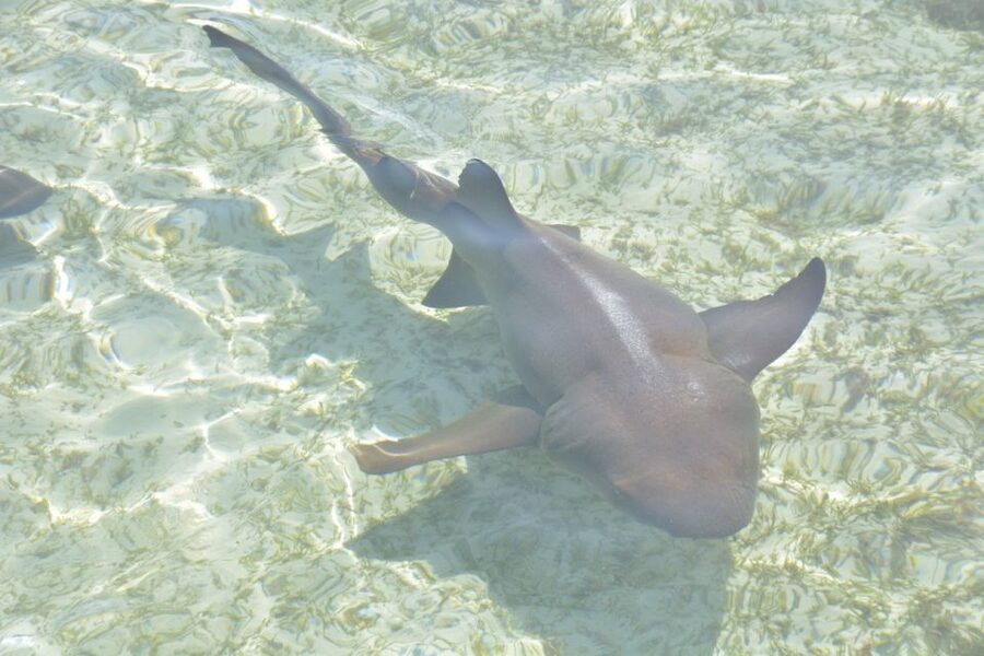 Nassau: Half-Day Guided Cay Cruise, Sea Life Watch & Snorkel - Athol Island snorkeling: where the sea bed becomes the show