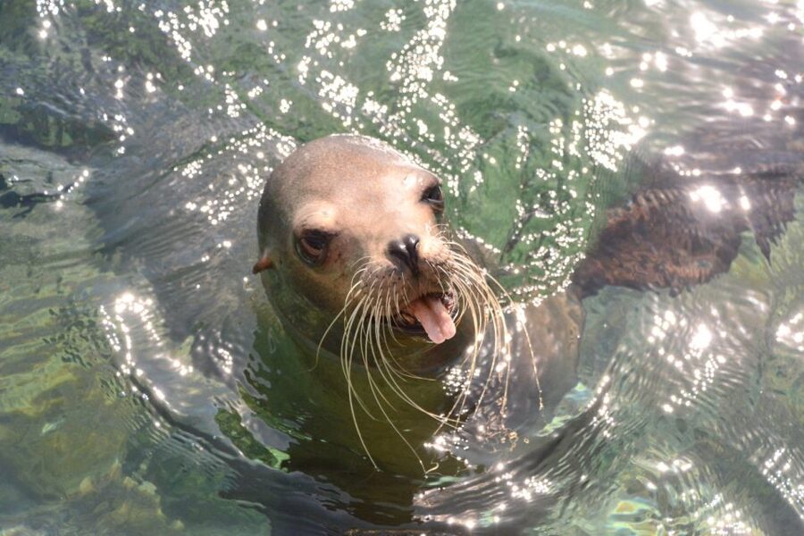 Nassau: Half-Day Guided Cay Cruise, Sea Life Watch & Snorkel - What to pack, what to wear, and what to avoid on this boat