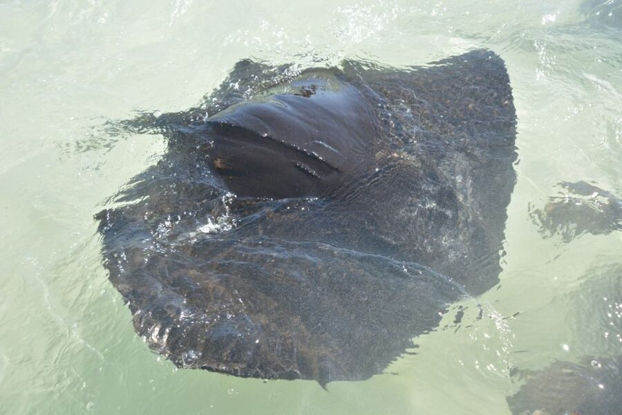 Nassau: Half-Day Guided Cay Cruise, Sea Life Watch & Snorkel - On the water: a 12-seater small-group ride that stays manageable