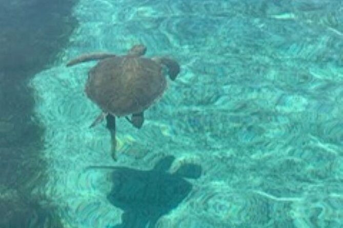 Nassau: Half Day Reef Snorkeling, Turtles & Swimming Pigs - Swimming pigs in Nassau: what you can expect from the experience