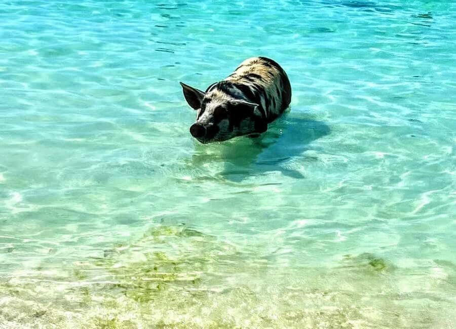 Nassau: Island Hopping Boat Trip with Lunch & Drinks - Why This Nassau Boat Day Feels Like a Shortcut to the Good Stuff
